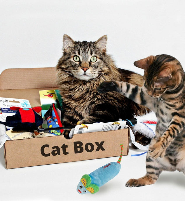 Cat Box
